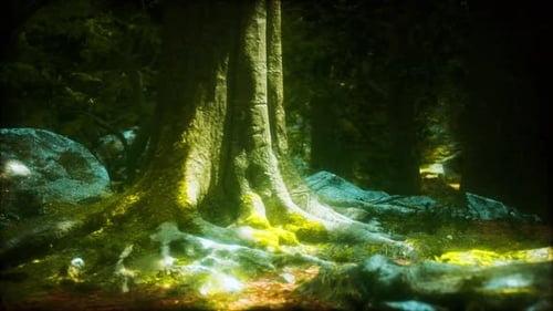 Tree Roots and Sunshine in a Green Forest