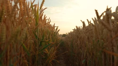 Camera Moves Between Rows of Golden Wheat Field with Ripe Crop Ears Waving Swaying in Wind Yellow