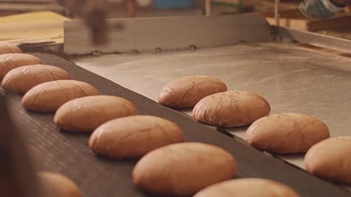Loaves of bread on a production line in a bakery. Fragrant bread with a ruddy golden crust.