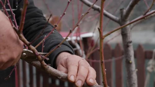 Close Up of Hands Pruning Branches with Shears