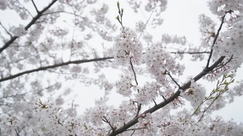 Schöne weiß blühende Sakura, die an einem bewölkten Tag im Wind winkt