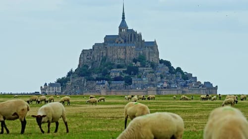 Sheep Grazing in Green Meadows and Eating Fresh Grass Mont Saint Michel France