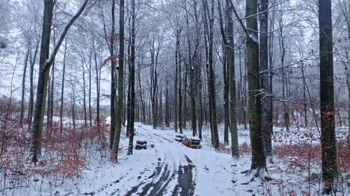 Snowy country road in forest. Aerial view of wildlife, Poland.