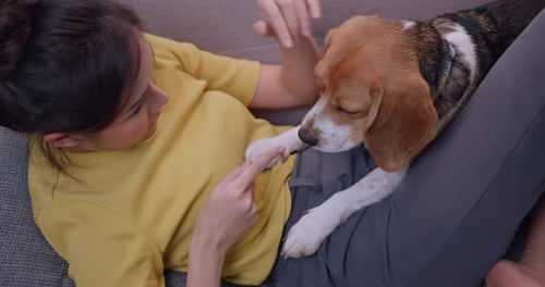 Woman Puts Adorable Beagle on Her Lap, Petting