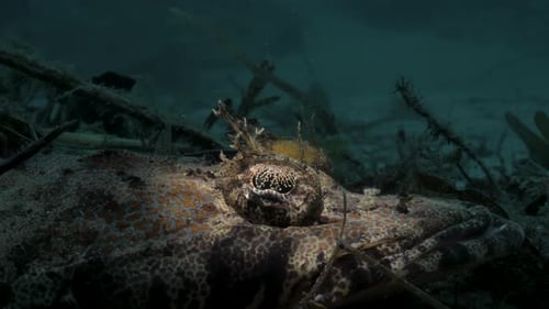 A unique close-up view of a fringed Eye Crocodile fish lays camouflaged on the ocean floor amongst t