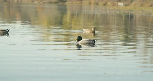 Mallard Ducks Swimming in a Lake in 4K Slow Motion