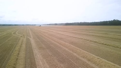 Combine on the field harvesting wheat