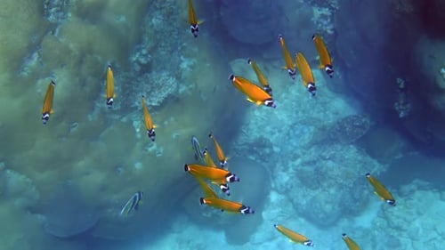 Explore the Captivating Beauty of a Tropical Coral Reef