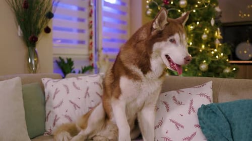 At Home Husky Dog with Blue Eyes on Background Christmas Decorations Portrait Pet Animal Happy