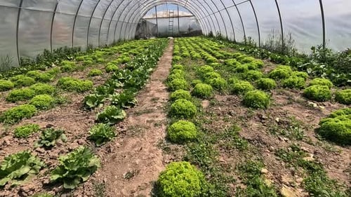 Home Gardening Grown Cultivation of Organic Green Vegetables Lettuce