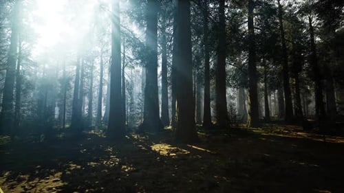 Arbres imposants baignés de soleil avec brouillard filtrant la lumière du matin et une rosée étincelante