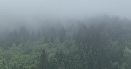 Fog Shrouded Mountain Forest