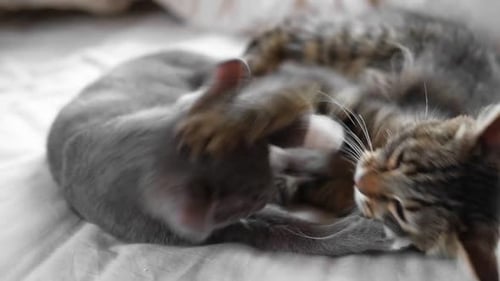 Happy Cat Family joue ensemble