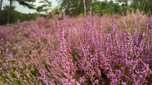Vibrant Heather Flowers Swaying in a Field