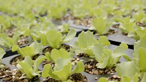 Growing young lettuce plants in hydroponic farm, focusing on sustainable agriculture