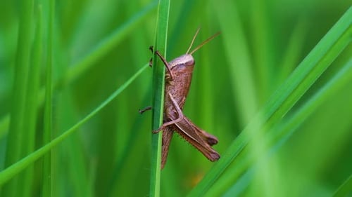 Approaching Macro of a Brown Grasshopper on Grass with Natural Green Background