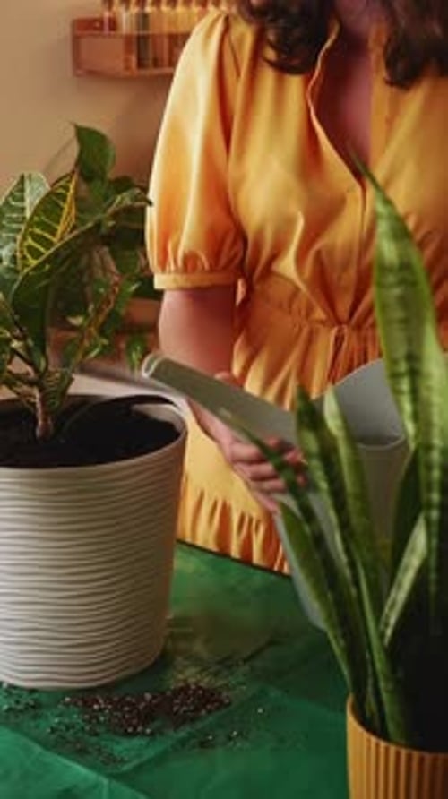 Woman Watering Croton Plant in Pot on Table