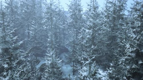 A Snowcovered Forest with Abundant Trees