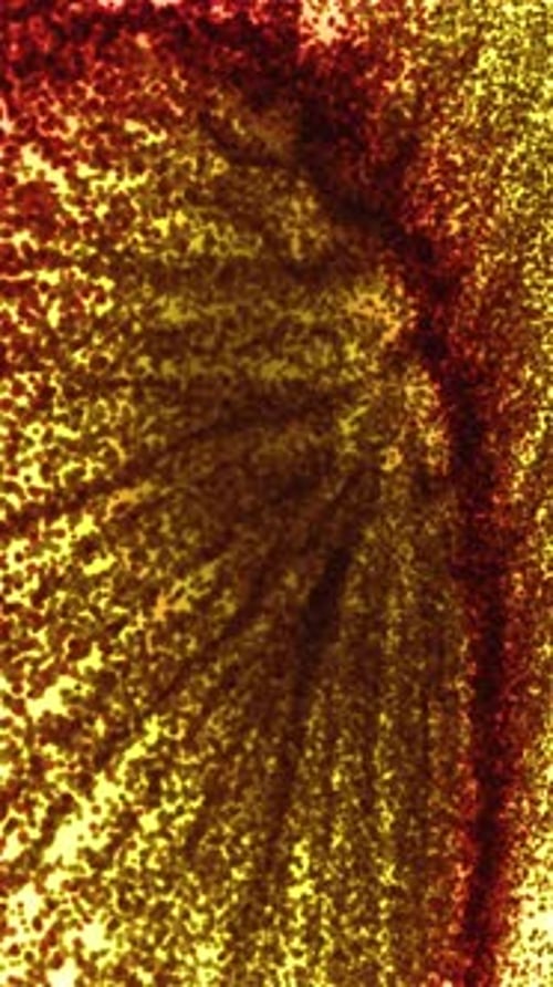 A Red and Yellow Background with a Circular Design