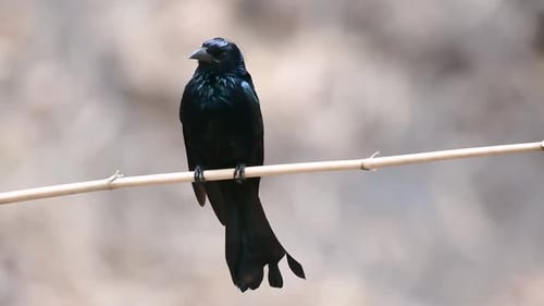 El Drongo de cresta peluda o es un ave de Asia de la familia Dicruridae que era conespecífica con D.