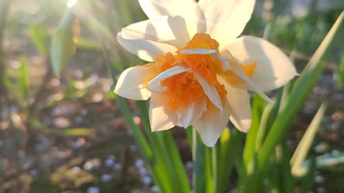 Narcissus Close Up Beautiful Flower White Orange Petals Stamens Green Leaves