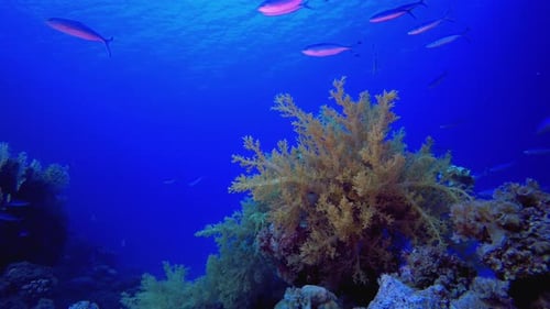 Tropical Colourful Fish And Soft Coral