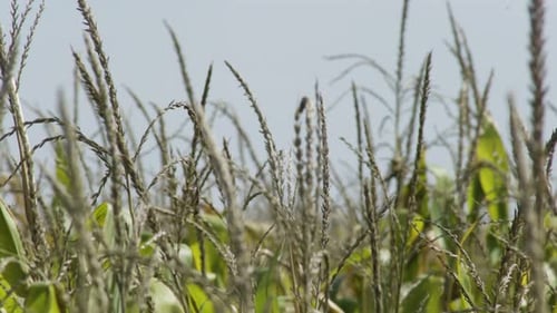 Grüne Maisstängelspitzen wehen bei leichter Brise im landwirtschaftlichen Maisfeld