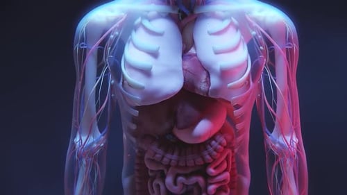 Animated 3D Human Anatomy Showing Internal Organ Systems