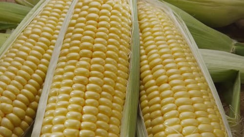 Close-up shot of ripe corn heads with corn whiskers and leaves.
