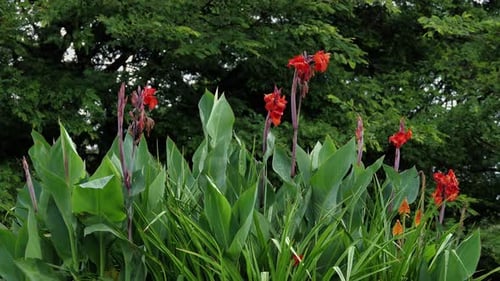 Ein Haufen leuchtend roter Canna-Lilien in einem Garten. Nahaufnahme.