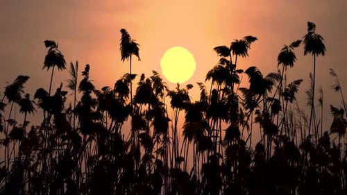 Sunset Through The Reeds