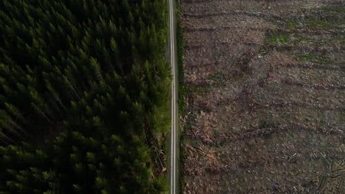 A top view of the pine forest on the left side of the road and empty soil on the right side as a res