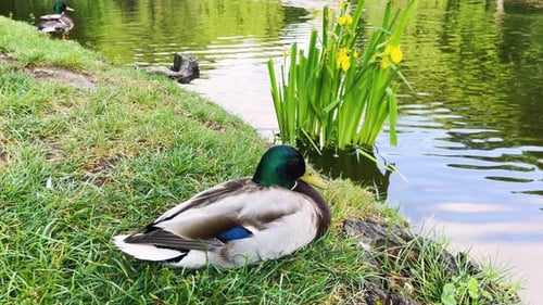 The Mallard bird sits on green grass on the shore of a pond in the park.