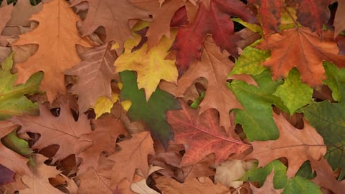 Colorful Leaves Displaying Autumn Colors