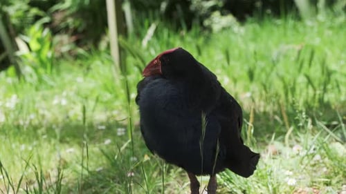 Preening Beautiful Pukeko, australasiatischer Sumpfvogel, in Neuseeland heimischer Vogel