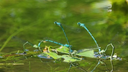 Ein paar gewöhnliche blaue Libellen im Paarungsrad posieren auf dem See. Nahaufnahme, niedriger Winkel