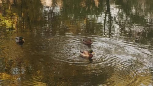 Wild Ducks Swimming in Lake