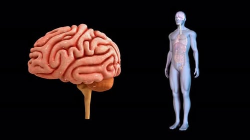 3D Human Brain and Anatomy Rotation Medical Visualization