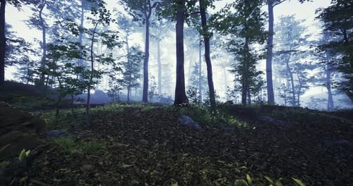 Misty Forest Landscape with Tall Trees and Soft Sunlight Filtering Through