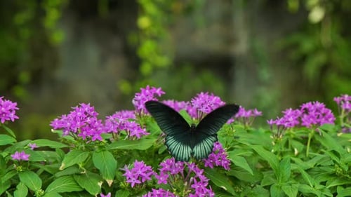 Beautiful Butterfly On Summer Flower