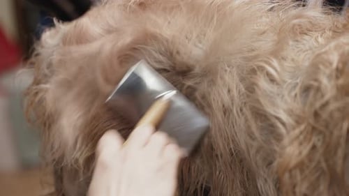 Dog Getting Groomed with Brush and Blow Dryer