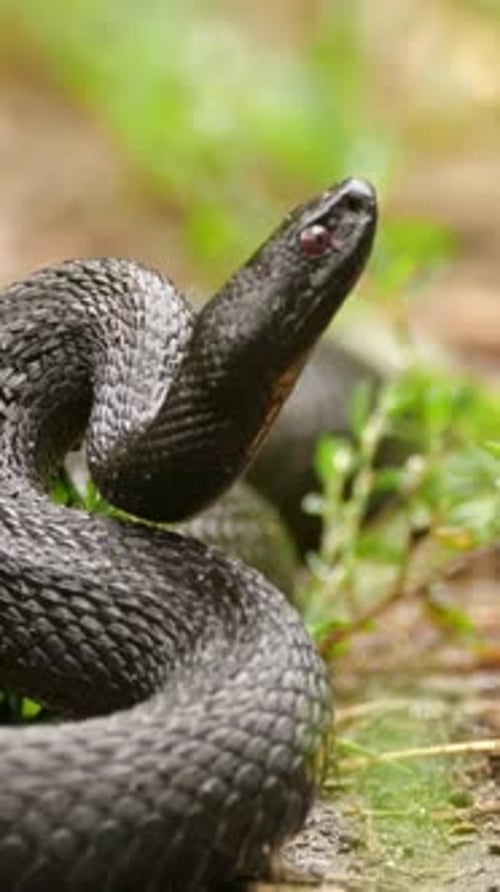 Vue verticale du serpent vipère noir, de la faune dans la forêt profonde