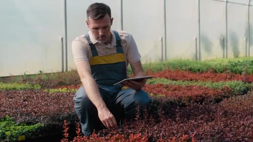 Caucasian male botanist crouching in the greenhouse and using digital tablet. Shot with RED helium
