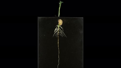 Seed Germination Time-Lapse on Black Background