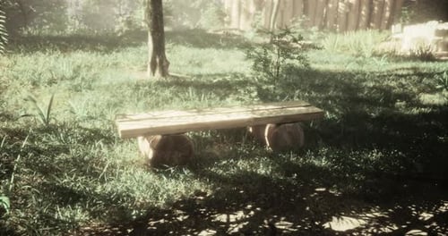 Wooden Bench in a Tranquil Forest Setting During Early Morning Light