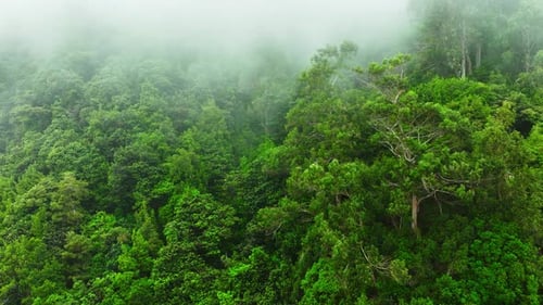 Evergreen Deciduous Forest On A Mountain Slope During Thick Fog Clouds Came Down From The Mountains