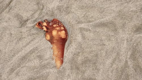 Dead seaweed on sandy beach, top down view