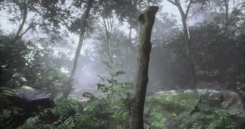 Misty Forest with Lush Greenery Under Soft Morning Light in a Serene Setting