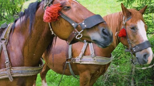 Working horses in a traditional harness graze on a lawn in the forest.