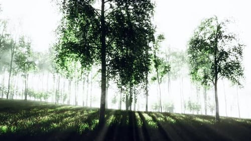 Les derniers rayons du soleil filtrent à travers la forêt de bouleaux